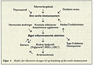  Figur 4    Model, der illustrerer &aring;rsager til og betydning af det senile immunsystem