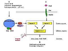 Figur 2    Intracellul&aelig;re mekanismer ved apoptose. Sentrale akt&oslash;rer er caspasene, som er en familie av cystein-aspartat&hellip;
