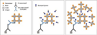 Figur 1    a) Tyramid-signalamplifikasjon (TSA) av immunhistokjemiske signaler tar utgangspunkt i konvensjonelle metoder der&hellip;