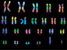 Figur 11    DNA-prober fra gibbonape hybridisert med humant DNA ved hjelp av RxFISH-metoden (Rainbow cross species FISH,&hellip;