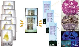 Figur 12    Fremstilling av pr&oslash;ver til vevsmikroarray. Til venstre sees vev innst&oslash;pt i parafinblokker. Pr&oslash;ver fra mange&hellip;