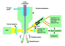 Figur 1    Oppbygning av v&aelig;skestr&oslash;mscytometer med cellesorteringsenhet. Enkeltceller f&oslash;res i v&aelig;skestr&oslash;m gjennom et kammer&hellip;