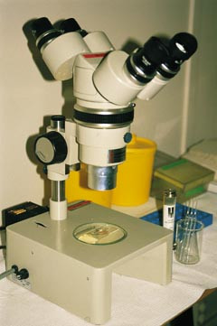 Figur 1    Stereomikroskop som brukes ved manuell mikrodisseksjon