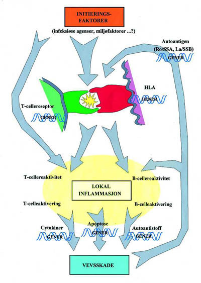Figur 2  En skjematisk fremstilling av ulike gener og immunkomponenter som mest sannsynlig spiller inn i patogenesen av&hellip;