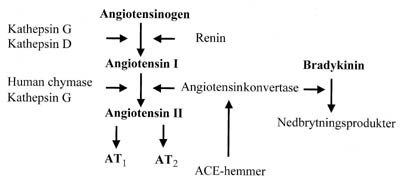 Figur 1  Oversikt over renin-angiotensin-systemet. Angiotensinkonvertasehemmere (ACE-hemmer) nedsetter angiotensin II&hellip;