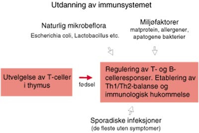 Figur 1  Utvikling av et godt fungerende immunsystem avhenger av en rekke ytre faktorer (gule piler) som er operative like&hellip;