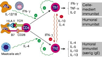 Figur 2  Polarisering av T-cellecytokiner er betinget i en komplisert positiv immunologisk regulering og negativ&hellip;