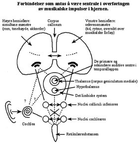  Figur 1    Musikk sanses og formidles gjennom flere niv&aring;er i hjernen. Figuren illustrerer noen av de forbindelser som kan&hellip;