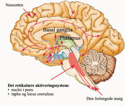  Figur 2    Det retikul&aelig;re aktiveringssystemet er sannsynligvis delaktig i medieringen av musikkens rytmiske og&hellip;