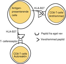  Figur 1    Modell for aktivering av peptidspesifikkeCD8-positive T-celler. Etter at peptidfragmenter p&aring; 8  10 aminosyrer er&hellip;