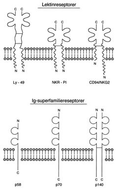  Figur 2    Eksempler p&aring; reseptorer som gjenkjenner MHC-antigener. Det finnes tre hovedgrupper av disse. a) Lektinreseptorer&hellip;