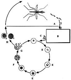 Malariaparasittens livssyklus i mennesker, i grove trekk. A. Hunmygg av arten Anopheles spytter sporozoitter inn i blodet i&hellip;