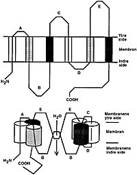 Figur 2    &Oslash;verste delen av figuren er en skjematisk fremstilling av akvaporinmolekylet med sine seks aminosyrekjeder (A-E)&hellip;