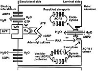  Figur 3    Skjematisk fremstilling av en celle fra nyrens samler&oslash;r som viser hvordan de ulike akvaporinene AQP2, AQP3 og&hellip;