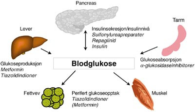 Figur 1    Glukoseniv&aring;et bestemmes av glukoseproduksjonen i leveren, glukoseabsorpsjonen fra tarmen og insulinregulert&hellip;