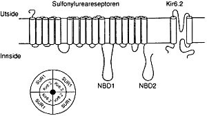 Figur 1    Topografisk bilde av betacellenes K  +  -ATP-kanaler. NBD = nukleotidbindende domene (5)