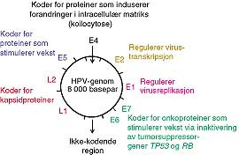  Figur 3    Organisering av HPV-genomet. Virus inndeles i tre funksjonelle regioner, en ikke-kodende region og to kodende&hellip;