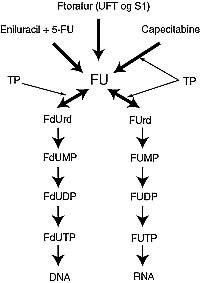  Figur 1    5-FU metabolisme
