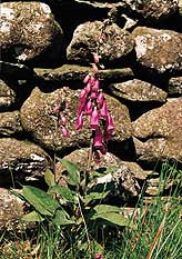 Foto &Oslash;ivind Larsen