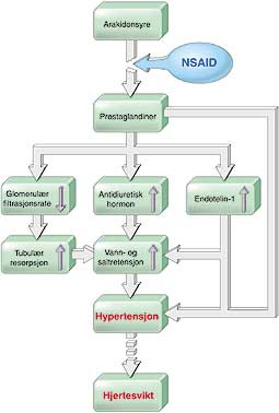  Figur 1    Skjematisk fremstilling av antatte virkningsmekanismer bak NSAID-preparaters blodtrykks&oslash;kende effekt