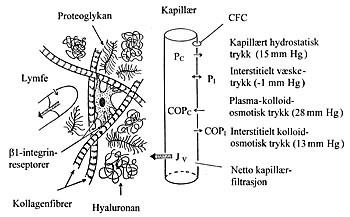  Figur 1    Skjematisk oversikt over det interstitielle rom med de viktigste strukturelle komponenter og de trykk som&hellip;