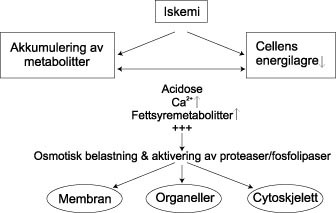  Figur 1    Skjematisk illustrasjon som viser utvikling av iskemisk celleskade. Ved iskemi brytes cellens energilagre ned og&hellip;