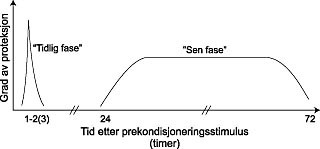  Figur 4    Skjematisk illustrasjon av &rdquo;tidlig fase&rdquo; og &rdquo;sen fase&rdquo; av prekondisjonering. Den &rdquo;tidlige fasen&rdquo; kommer&hellip;