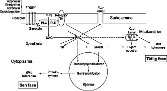  Figur 5    Skjematisk illustrasjon som viser aktivering av intracellul&aelig;re signalveier ved prekondisjonering (5). Substanser&hellip;