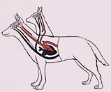  Figur 1    Plansje som viser hvordan blodsirkulasjonen i det transplanterte hodet var koblet til vertshundens &aring;resystem (2)