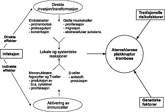  Figur 4    Skjematisk illustrasjon som viser mulig samspill mellom infeksjon, tradisjonelle risikofaktorer og genetiske&hellip;