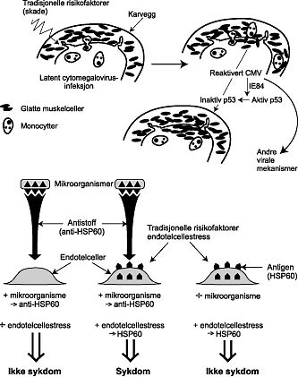  Figur 5    Illustrasjon av mulige hypoteser for cellul&aelig;re skademekanismer ved infeksjon: direkte (a) og indirekte (b)&hellip;