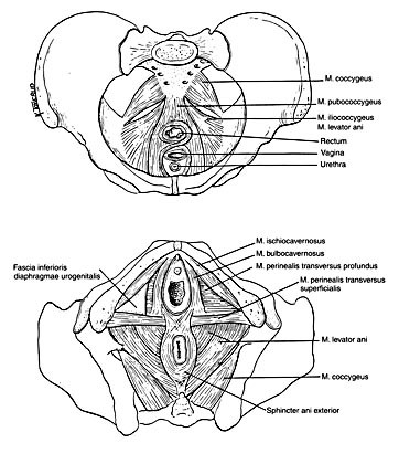 Figur 1    Bekkenbunnsmusklene (25)