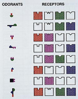  Figur 4    Figuren gir eksempler p&aring; luktesystemets kombinatoriske muligheter. Som illustrert i venstre kolonne p&aring; tegningen&hellip;