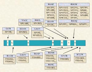  Figur 4    XPD-proteinet med helikasemotivene I &AElig; VI avmerket. De ulike aminosyresubstitusjonene som er vist &aring; gi xeroderma&hellip;