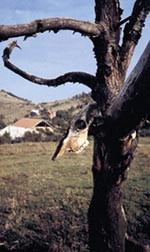 Flere steder ute p&aring; landsbygda var massegravene markert med knokler. Her er skallen av en ku hengt opp i et tre