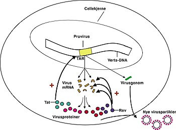 Figur 2    Viktige trekk i HIV-virusets livssyklus etter infeksjon av en CD4-positiv T-lymfocytt. Etter at viruset har&hellip;
