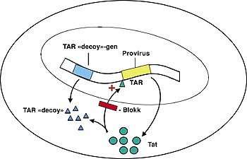Figur 4    Prinsippet for genterapi basert p&aring; &rdquo;decoys&rdquo; eller &rdquo;lokkeduemolekyler&rdquo; hvor man s&oslash;ker &aring; n&oslash;ytralisere funksjonen av&hellip;