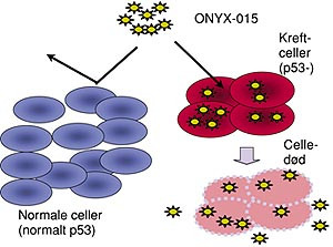 Figur 3    Skjematisk modell for genterapi rettet mot p53-proteinet