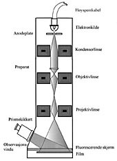  Figur 3    Elektronmikroskopets oppbygning, skjematisk (Tegning: Aileen Murdoch Larsen)