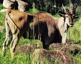 Figur 1  Antilope med hundrevis av fl&aring;tt, f&aring; kilometer utenfor Harare. Alle foto privat