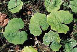 Bladene har form som hoven p&aring; en hest. Dette har gitt navn til planten p&aring; mange spr&aring;k. Det latinske opphavet, tussilago&hellip;