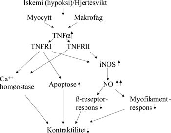Figur 5   Negativ inotrop effekt av TNF &alpha; . Mekanismen er ufullstendig kjent. TNF &alpha; &oslash;ker ved hjertesvikt b&aring;de pga. hypoksi&hellip;
