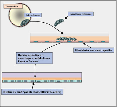 Figur 2   Fremstilling av embryonale stamceller. Den indre cellemassen fra en blastocyst blir dissekert ut mikrokirurgisk og&hellip;