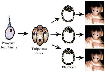 Figur 2   Kloning ved embryosplitting (&rdquo;Tetra-metoden&rdquo;). Etter pr&oslash;ver&oslash;rsbefruktning og 4 &ndash; 8 celledelinger, splittes de&hellip;