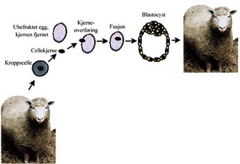 Figur 3   Kloning ved kjerneoverf&oslash;ring (&rdquo;Dolly-metoden&rdquo;). En kroppscellekjerne fusjoneres med et ubefruktet egg uten kjerne&hellip;