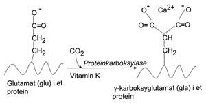 Figur 2   Karboksylering av aminosyren Glu (glutamat) til aminosyren Gla &gamma;-karboksyglutamat (Gla) p&aring; peptider. Vitamin K&hellip;