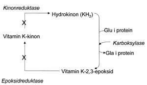 Figur 3   Vitamin K-syklus. Gjenvinning av vitamin K i vitamin K-syklus. X Sted der warfarin trolig hemmer vitamin K-syklus