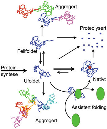 Figur 2   Omsetning av proteiner i cellen