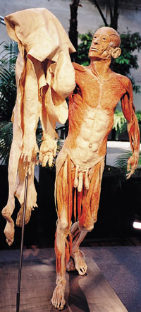 Helkroppsplastinat med egen hud. Alle foto Morten Jonassen