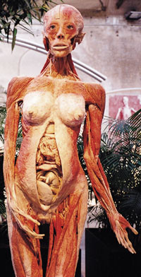 Helkroppsplastinat av gravid kvinne i 5. m&aring;ned